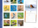 Calendrier 2025 Oiseaux 30 x 30