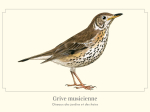 Carte Postale simple 10 x 15 cm Grive musicienne