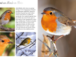 Tout un monde en photos : Les oiseaux des parcs et jardins