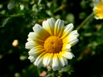 Graines Bio Chrysanthème comestible