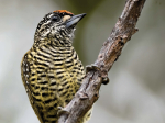 Guide expert des oiseaux de Guyane