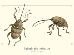 Carte postale naturaliste - Balanin des noisettes