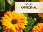 Graines Bio Souci officinal