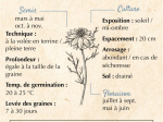 Graines Bio Nigelle de Damas