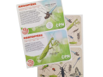 Kiquimank ? Insectes