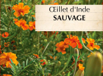 Graines Bio Oeillet d'Inde Sauvage Tagete Patula
