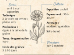 Graines Bio Souci officinal
