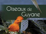 Guide expert des oiseaux de Guyane