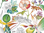 Fleurs sauvages