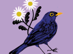 Carte postale Merle noir - Nature sonore