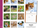 Calendrier 2027 Renards 16,5 x 16,5 cm
