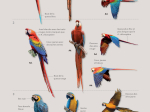 Guide expert des oiseaux de Guyane