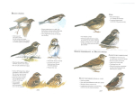 Identifier les oiseaux : éviter les pièges les plus complexes