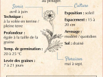 Graines Bio Oeillet d'Inde Sauvage Tagete Patula