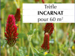 Graines Bio Engrais vert - Trèfle Incarnat annuelle 60 m²