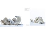 Wapusk, Ours Polaires