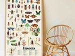 Poster pédagogique 44 stickers - Insectes