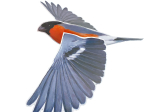 Lot de 4 mobiles Oiseaux n°2 - LPO x CPN