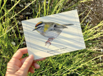 Carte postale naturaliste - Roitelet triple bandeau