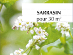 Graines Bio Engrais vert - Sarrasin Vivace 30 m²