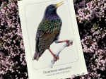 Carte postale naturaliste - Étourneau sansonnet