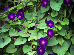 Graines Bio Ipomée Pourpre