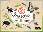 Kiquimank ? Insectes