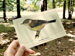 Carte postale naturaliste - Pouillot véloce