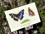 Carte postale naturaliste - Grand mars changeant