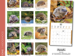 Calendrier 2027 Hérissons 16,5 x 16,5 cm