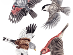 Anti-collisions électrostatiques Oiseaux des montagnes - Lot de 4