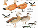 Guide Heinzel des Oiseaux d'Europe - Nouvelle Edition