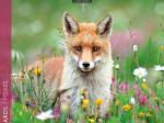 Calendrier 2027 Renards 16,5 x 16,5 cm