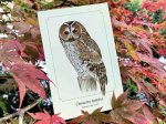 Carte Postale simple 10 X 15 cm Chouette Hulotte