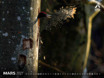Calendrier LPO 2027 Oiseaux