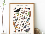 Affiche Oiseaux des villes et jardins, 30 x 40 cm