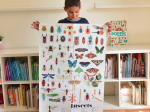 Poster pédagogique 44 stickers - Insectes