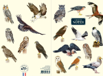 Carnet de notes A5 - Rapaces