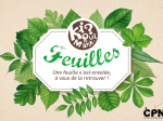 Kiquimank ? Feuilles