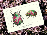 Carte postale naturaliste - Chrysomèle du romarin