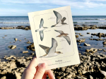 Carte postale simple 10 x 15 cm - Puffins