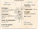 Graines Bio Capucine grande variée grimpante