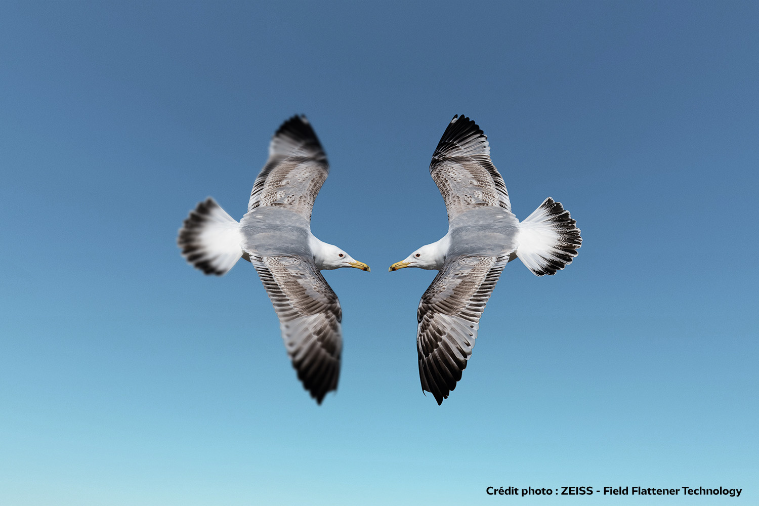 Longues-vues ZEISS et Field Flattener technology
