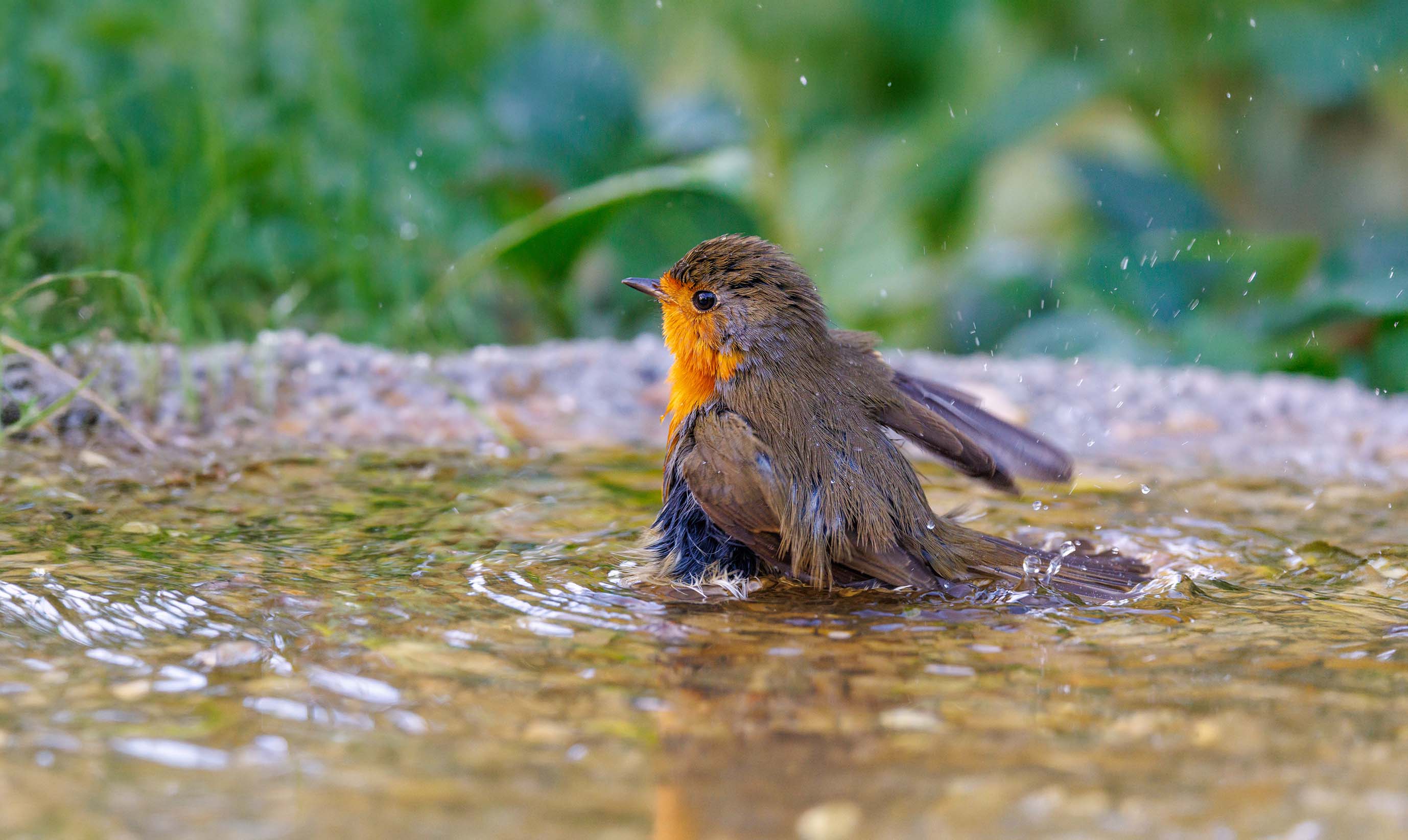 Abreuvoirs et bains d'oiseaux