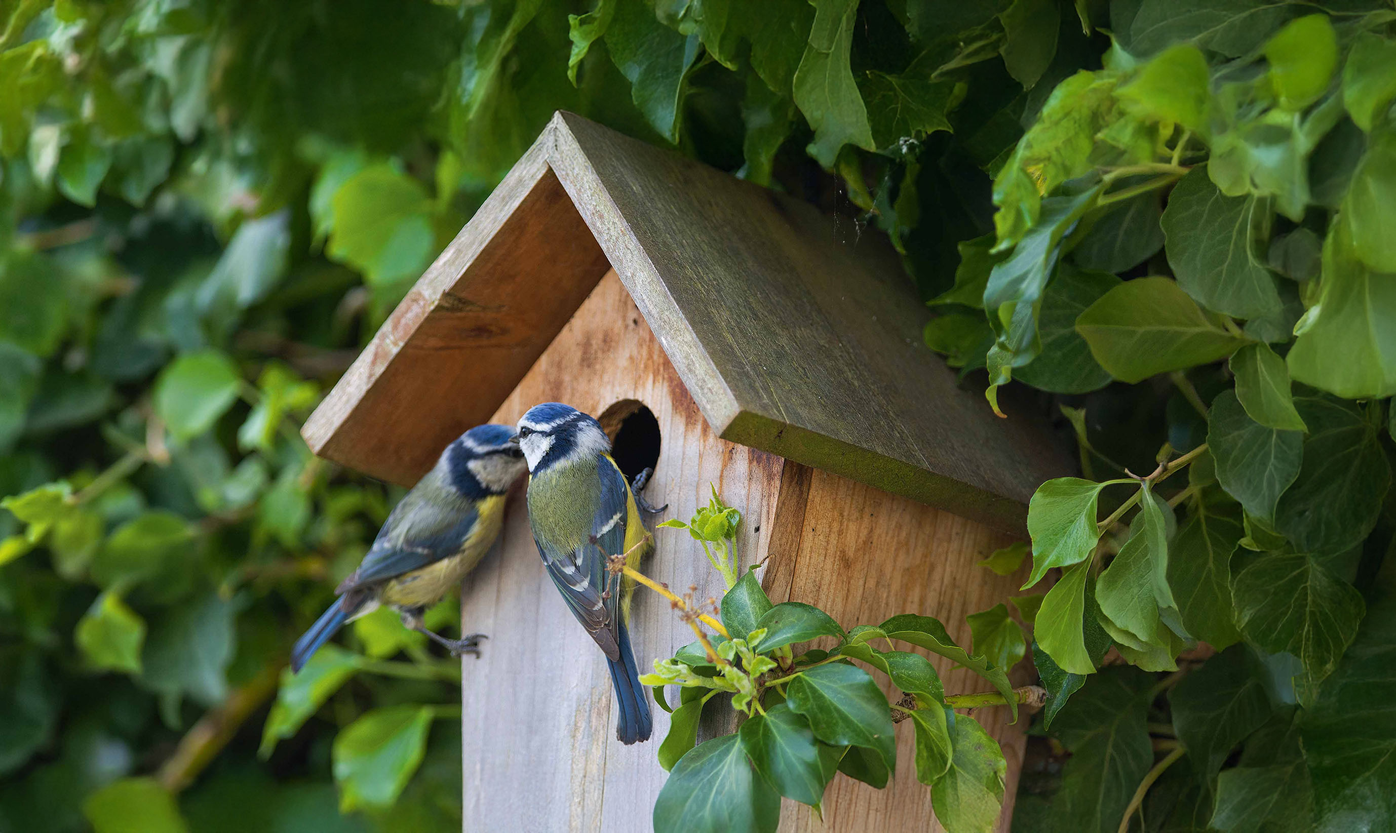 Deux mésanges bleues devant un nichoir