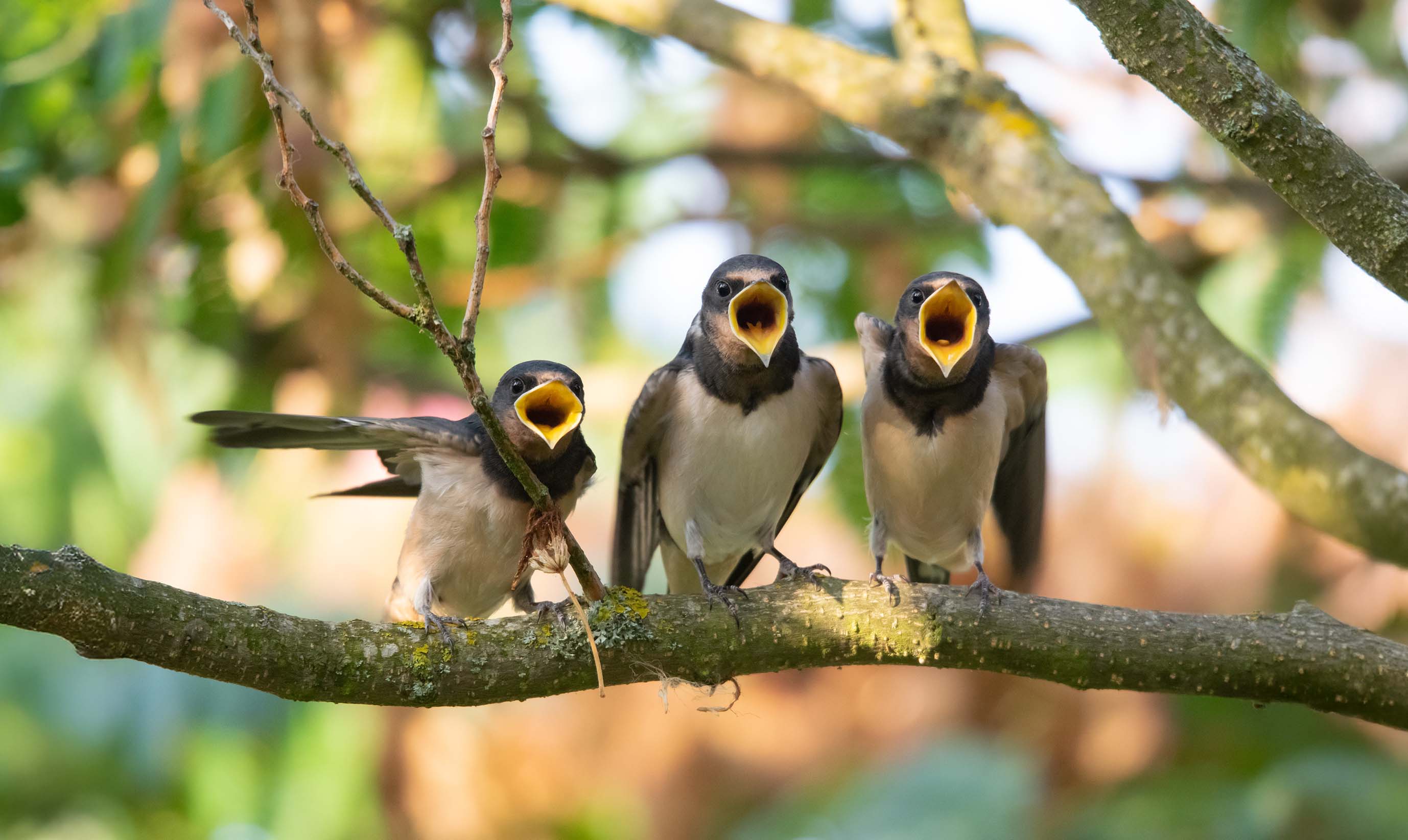 Nichoirs Hirondelles et Martinets