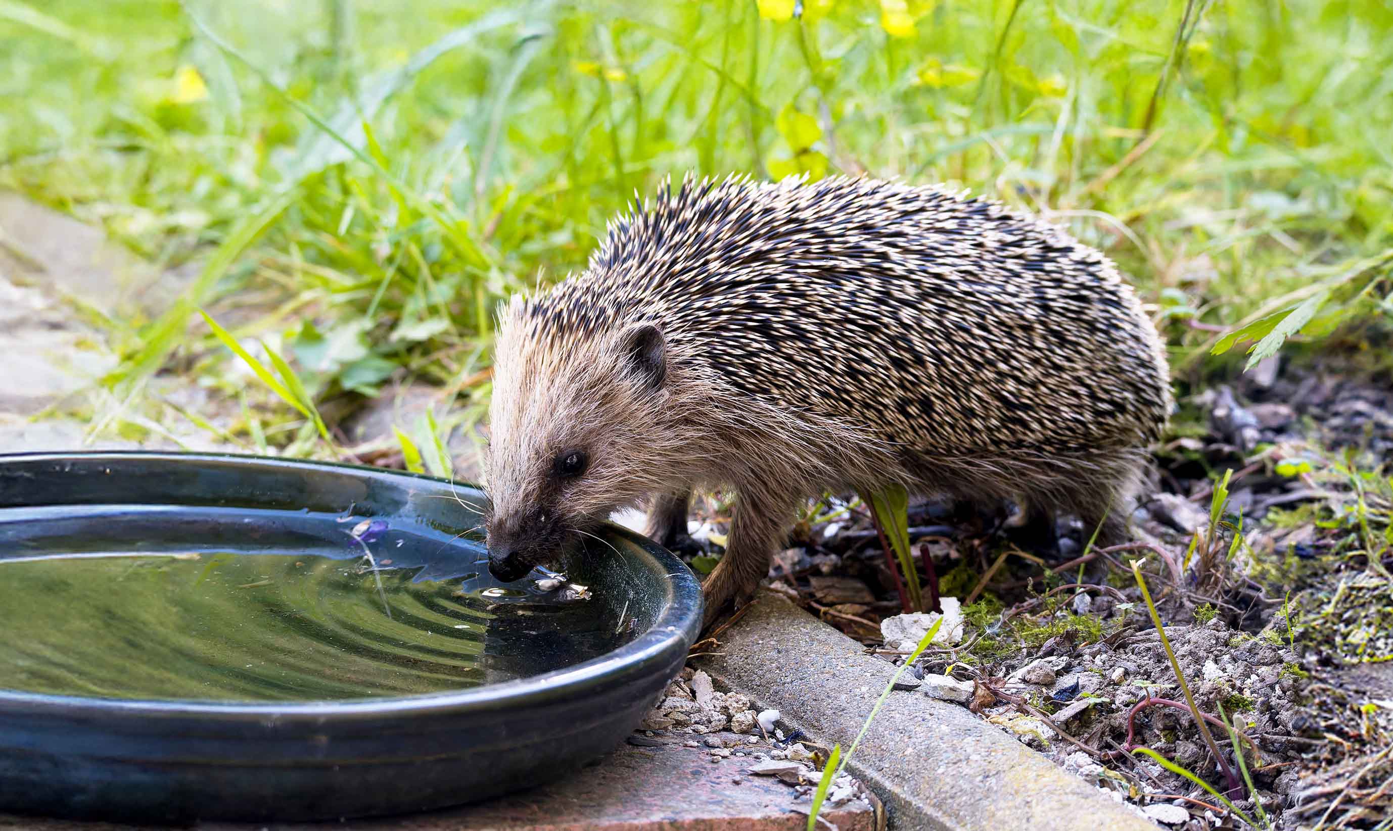 Protéger le hérisson