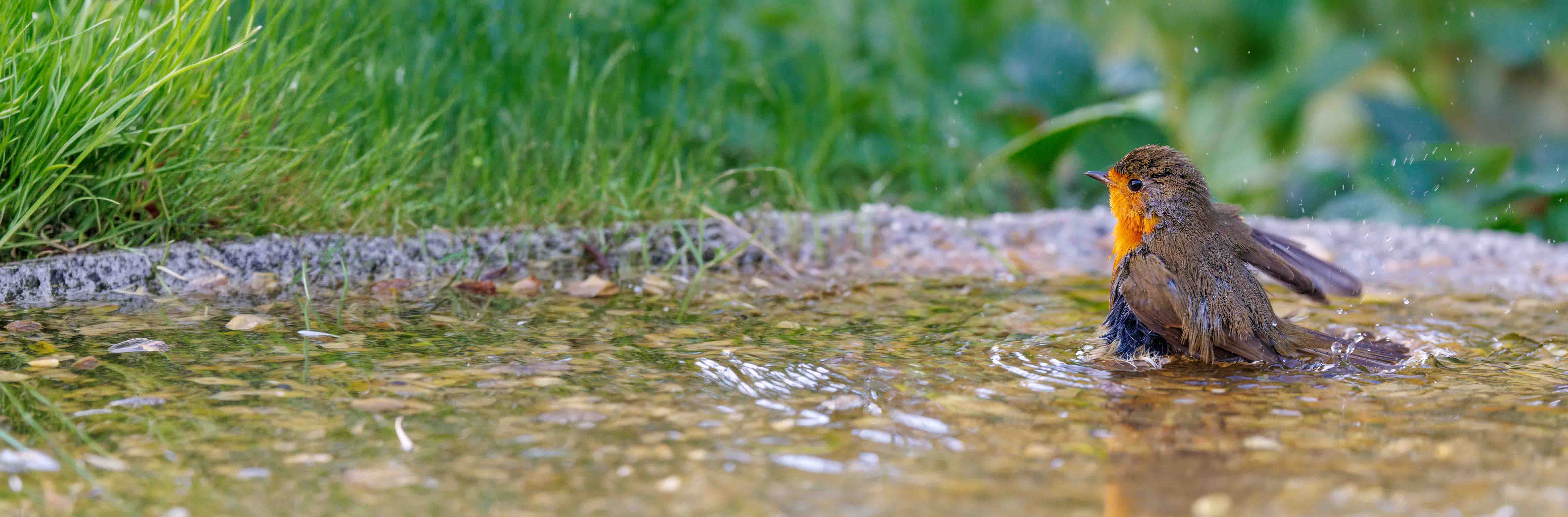 Abreuvoirs et bains d'oiseaux