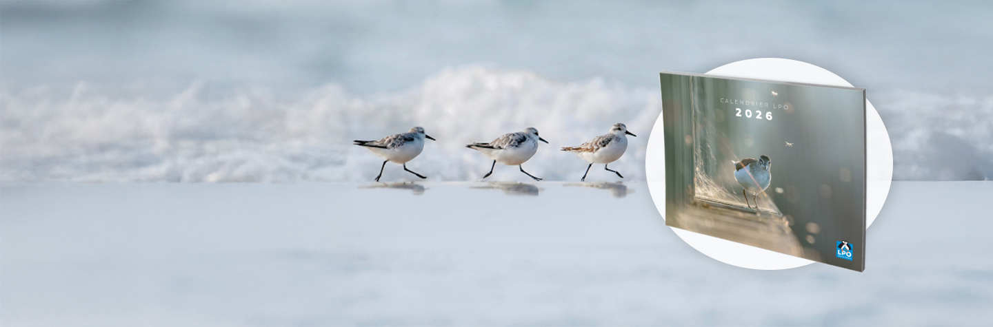 Calendrier LPO 2026