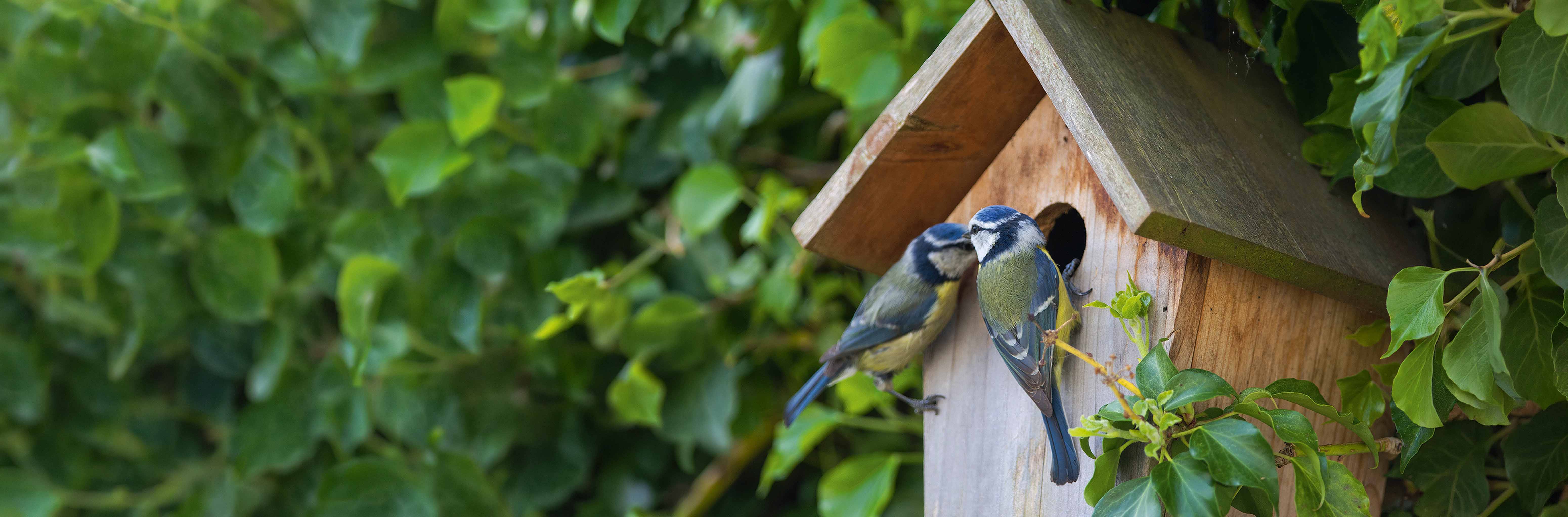 Deux mésanges bleues devant un nichoir